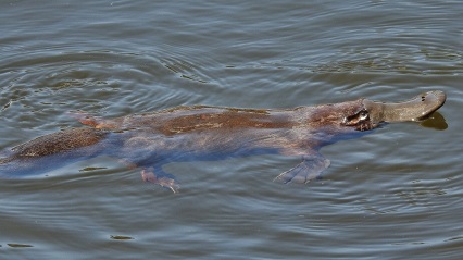Platypus (Photo- John Bundock) 25%